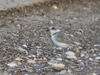 snowy plover BRD2515.JPG