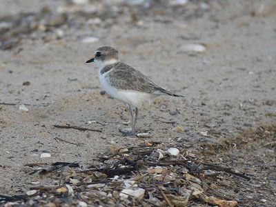 snowy plover BRD2517.JPG