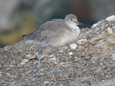 western willet BRD2521.JPG