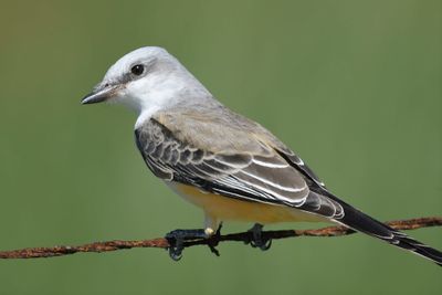 scissor-tailed flycatcher BRD2551.JPG