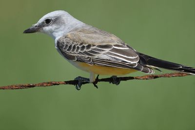 scissor-tailed flycatcher BRD2552.JPG