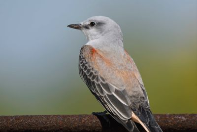 scissor-tailed flycatcher BRD2557.JPG