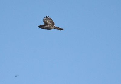 broad-winged hawk BRD2543.JPG