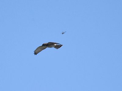 broad-winged hawk BRD2549.JPG