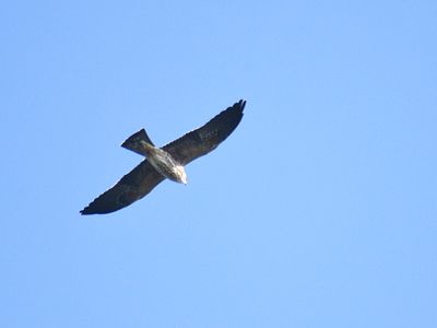 mississippi kite BRD2528.JPG