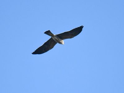 mississippi kite BRD2529.JPG