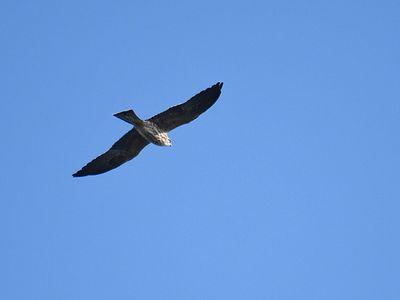 mississippi kite BRD2530.JPG