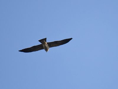 mississippi kite BRD2532.JPG