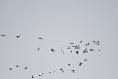 white ibis BRD2539.JPG