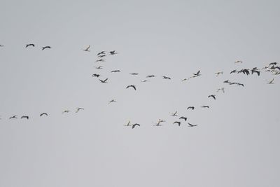 white ibis BRD2541.JPG