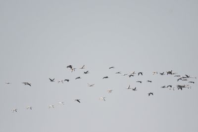 white ibis BRD2542.JPG