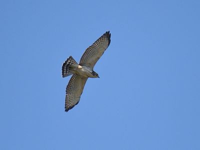 broad-winged hawk BRD2587.JPG