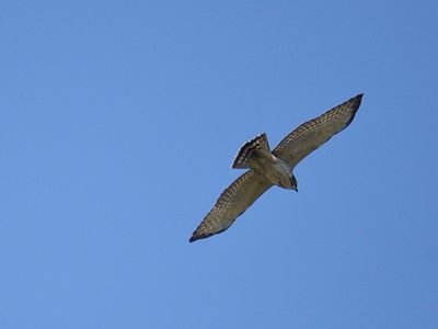 broad-winged hawk BRD2588.JPG