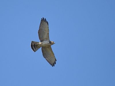broad-winged hawk BRD2589.JPG