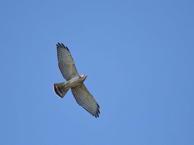 broad-winged hawk BRD2597.JPG