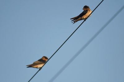 cave swallow BRD2565.JPG