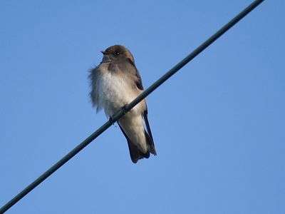 rough-winged swallow BRD2567.JPG