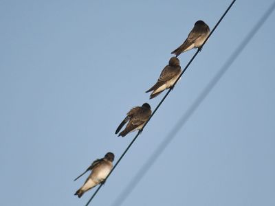 rough-winged swallow BRD2569.JPG