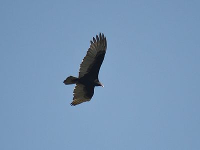turkey vulture BRD2571.JPG