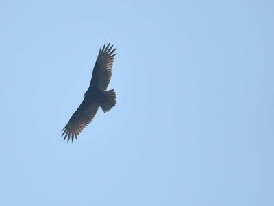 turkey vulture BRD2576.JPG