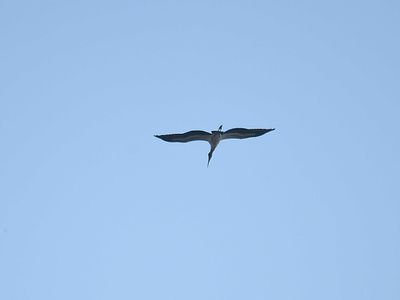 wood stork BRD2581.JPG