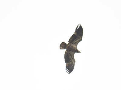 bald eagle BRD2613.JPG