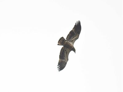 bald eagle BRD2614.JPG