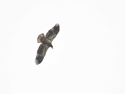 bald eagle BRD2621.JPG