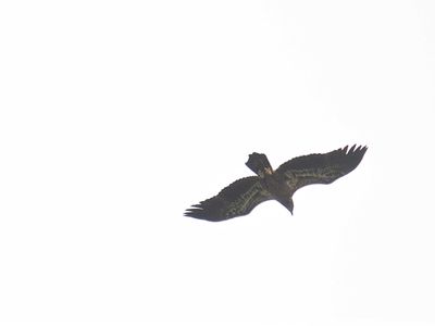 bald eagle BRD2632.JPG