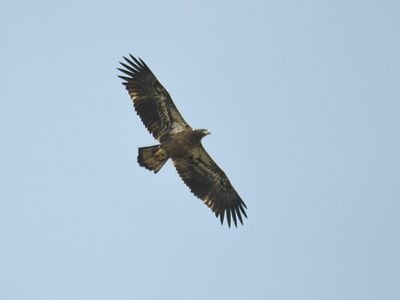 bald eagle BRD2657.JPG