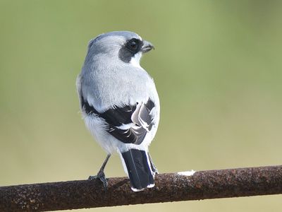 loggerhead shrike BRD2607.JPG