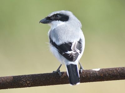 loggerhead shrike BRD2608.JPG
