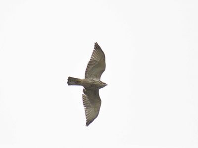 swainson's hawk BRD2642.JPG