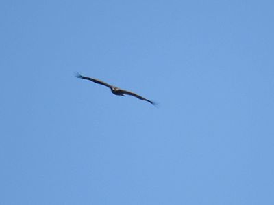 bald eagle BRD2735.JPG