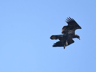 bald eagle BRD2743.JPG