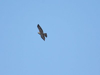 broad-winged hawk BRD2701.JPG