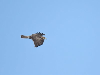 broad-winged hawk BRD2770.JPG