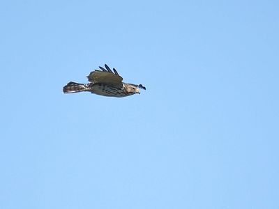 broad-winged hawk BRD2771.JPG