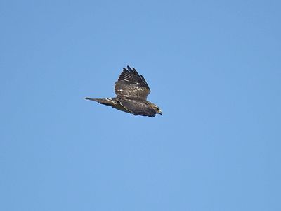 broad-winged hawk BRD2774.JPG