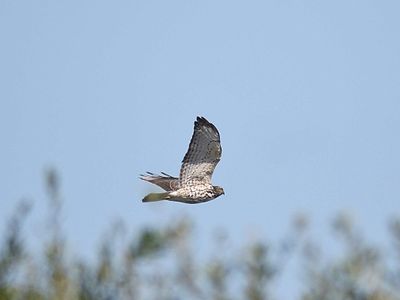 broad-winged hawk BRD2782.JPG