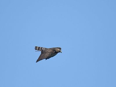 broad-winged hawk BRD2788.JPG