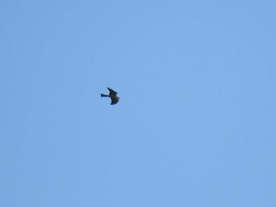 mississippi kite BRD2722.JPG
