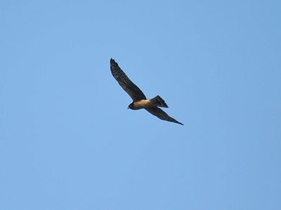 northern harrier BRD2680.JPG