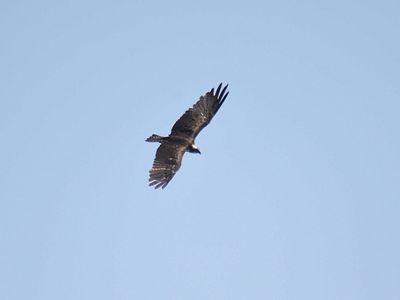 osprey BRD2750.JPG