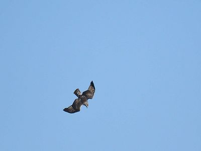 red-tailed hawk BRD2687.JPG
