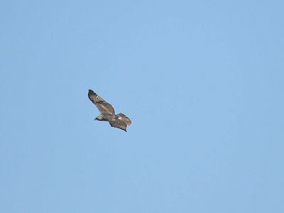 red-tailed hawk BRD2692.JPG