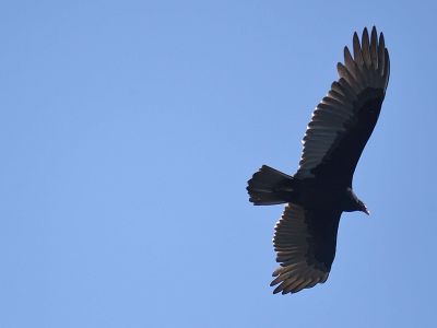 turkey vulture BRD2712.JPG