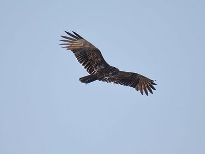 turkey vulture BRD2754.JPG