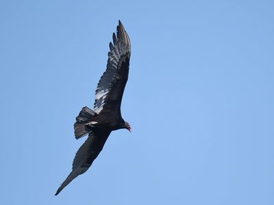 turkey vulture BRD2766.JPG