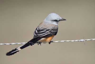 scissor-tailed flycatcher BRD2812.JPG